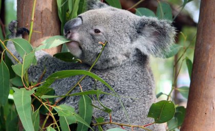  Trauma and infectious disease were the most common single diagnoses in koalas